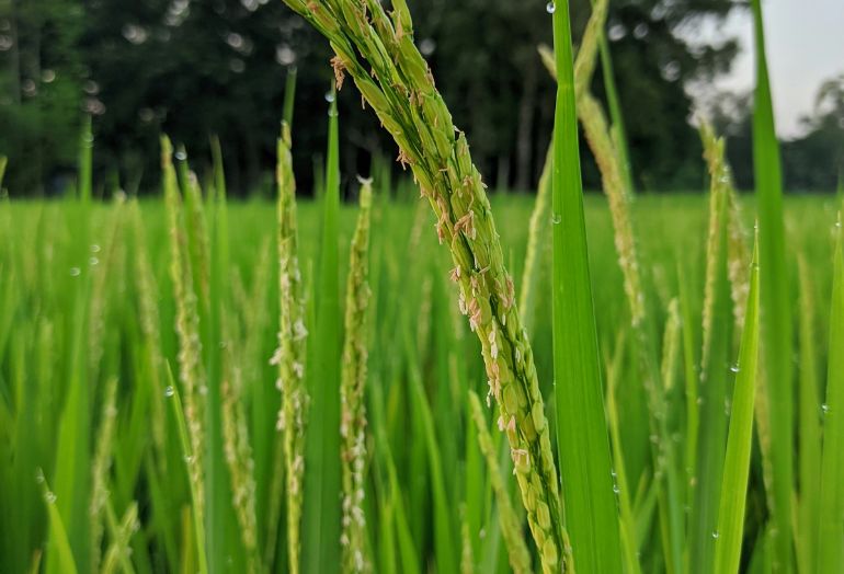Rice Mill ERP