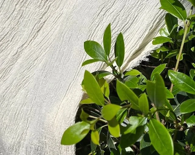 Biodegradable Cotton